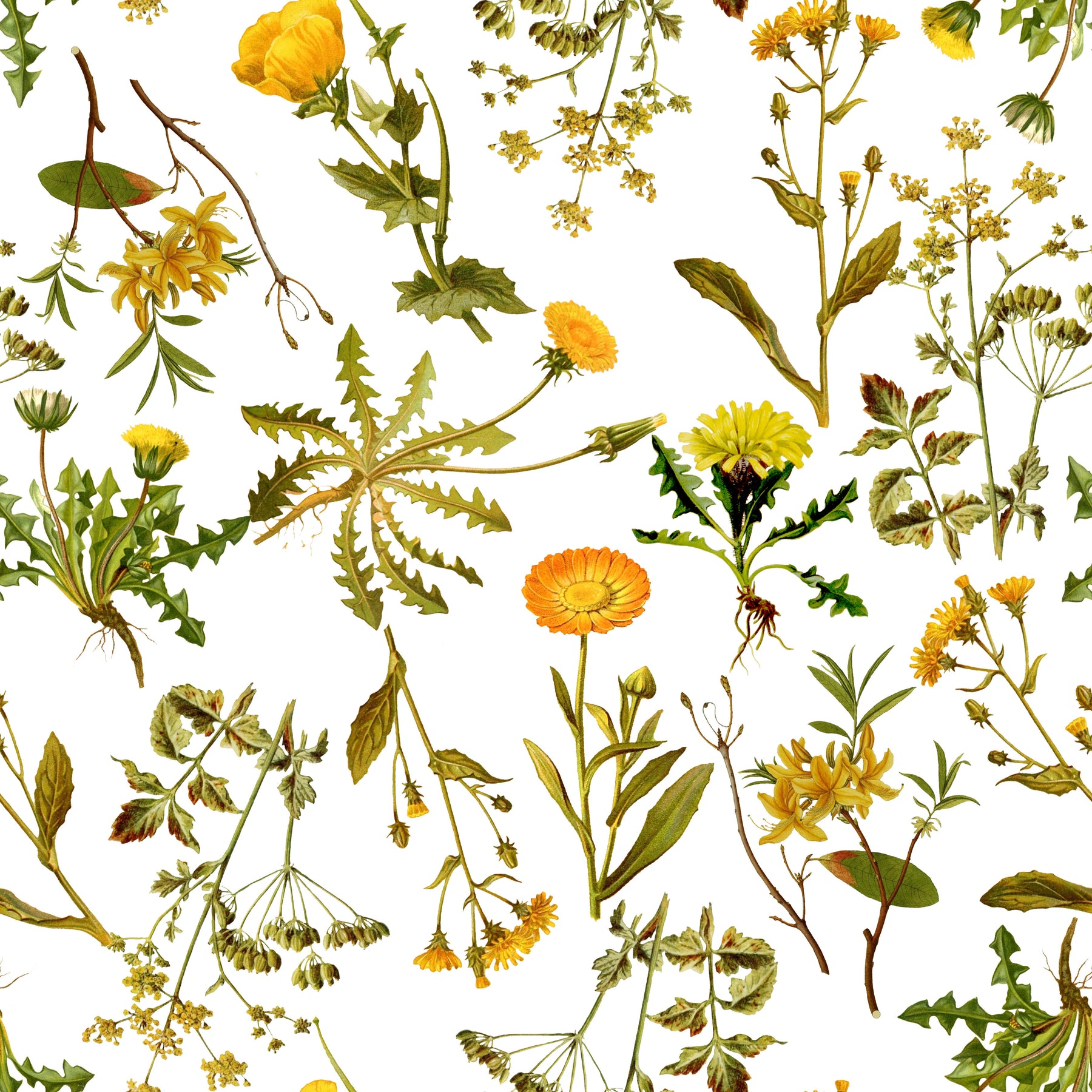 Löwenzahn und gelbe Wiesenblumen – Muster 006_152