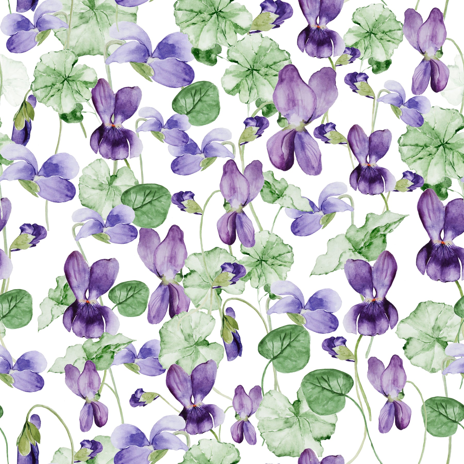 Veilchen Violett – Muster 006_155