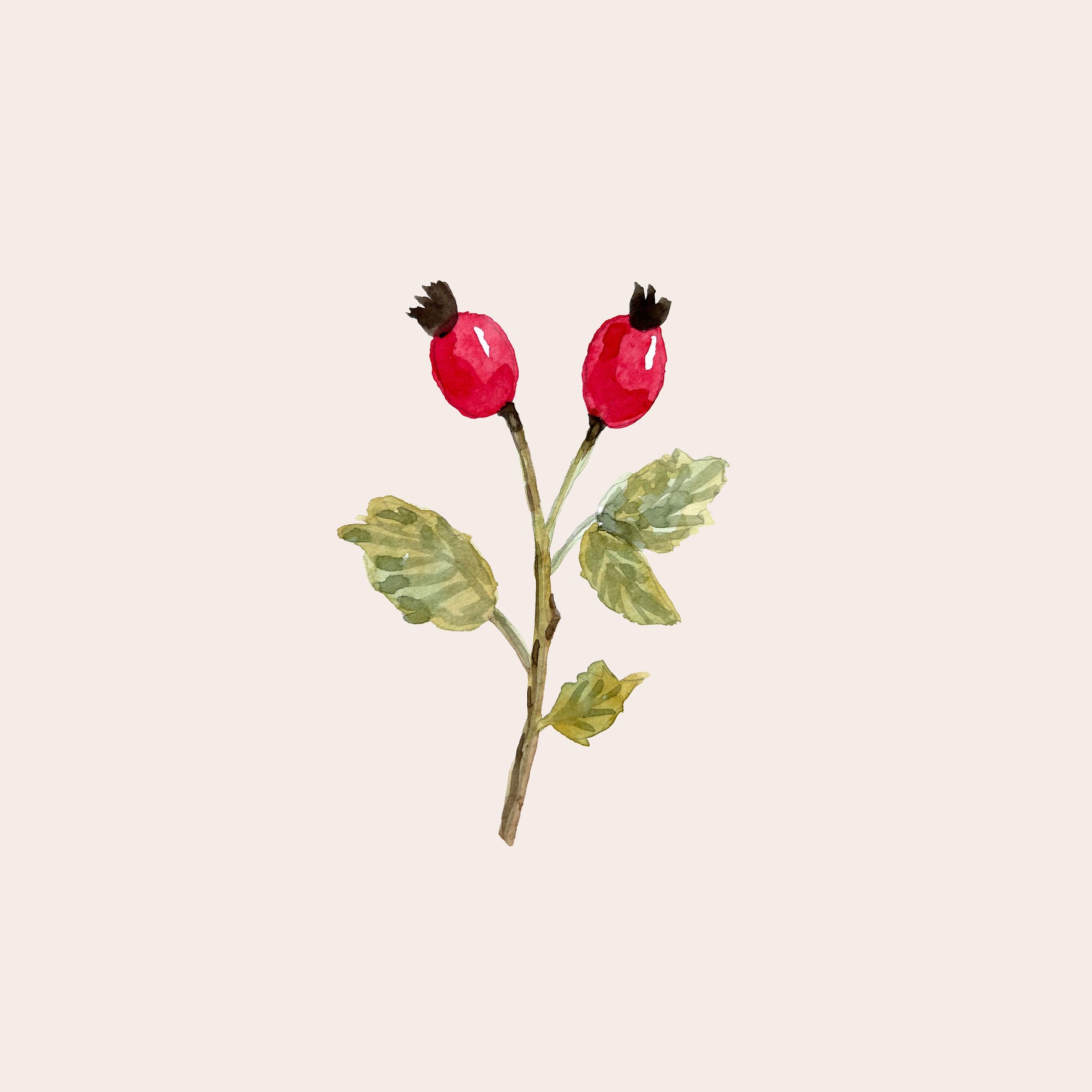 Rosehip Branch