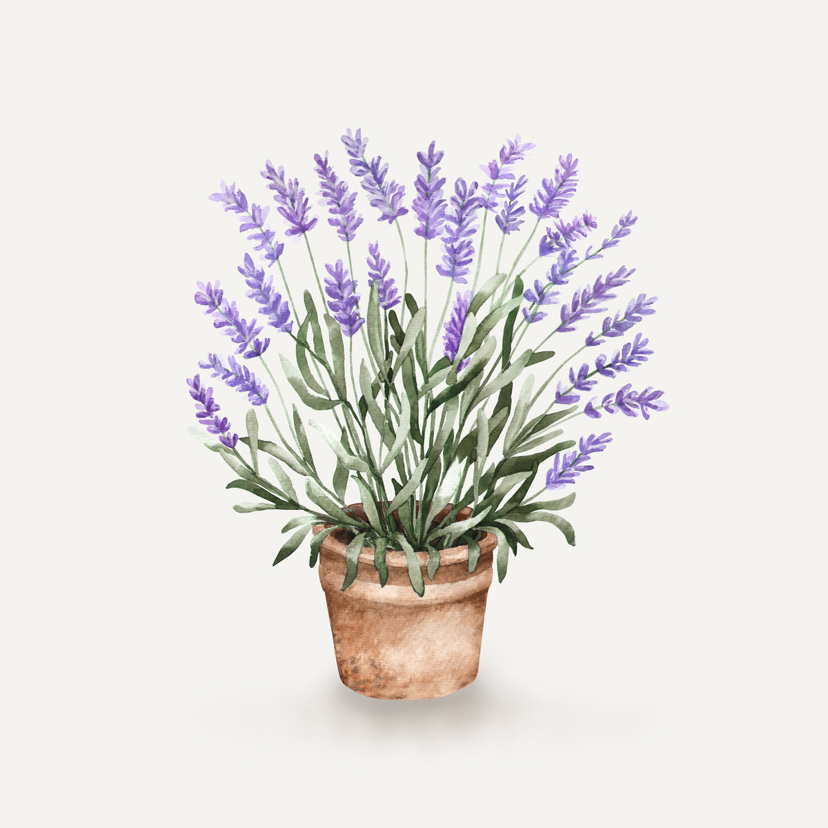 Lavendelblüte – Muster 001_201