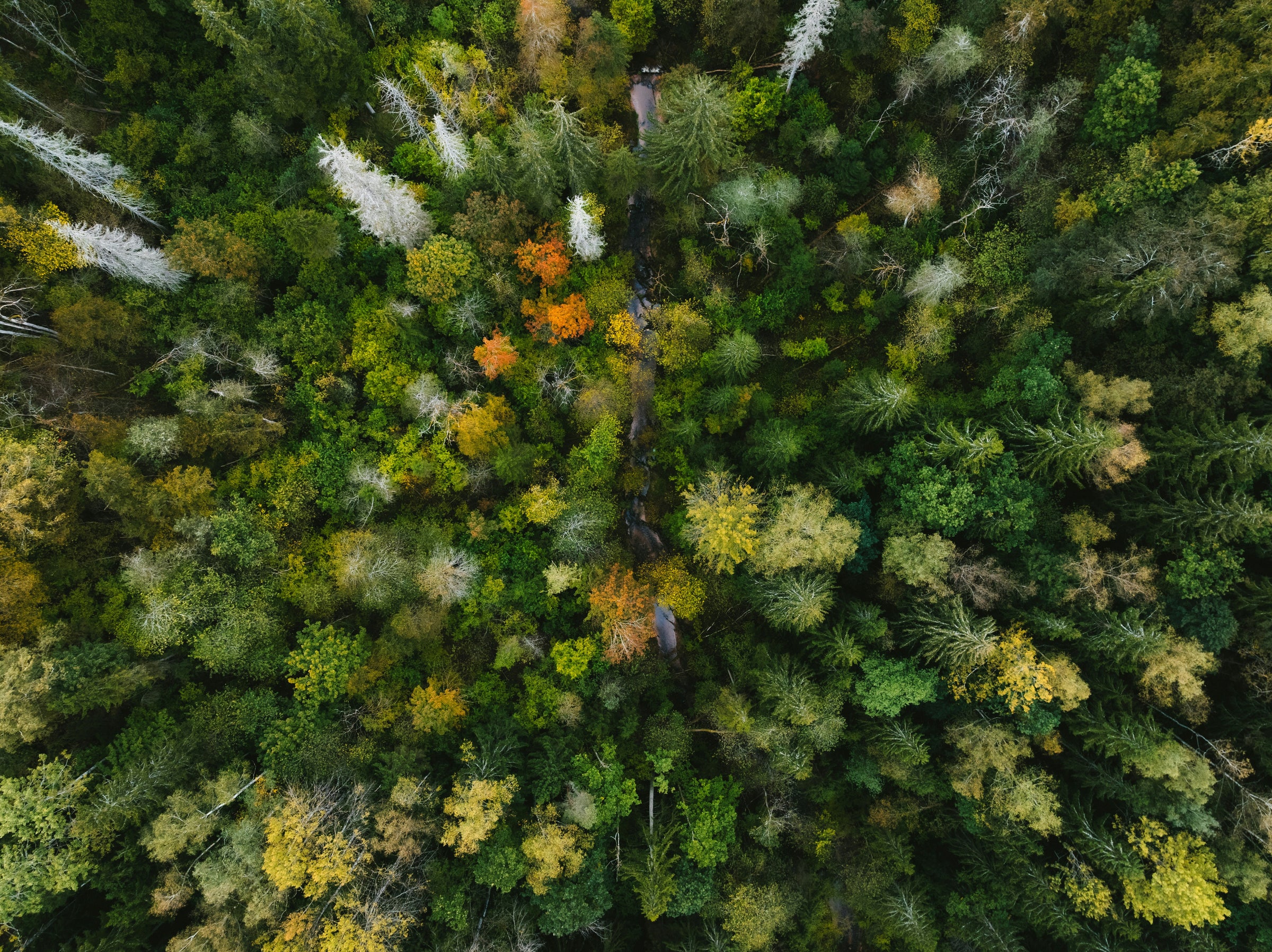 Wald von oben